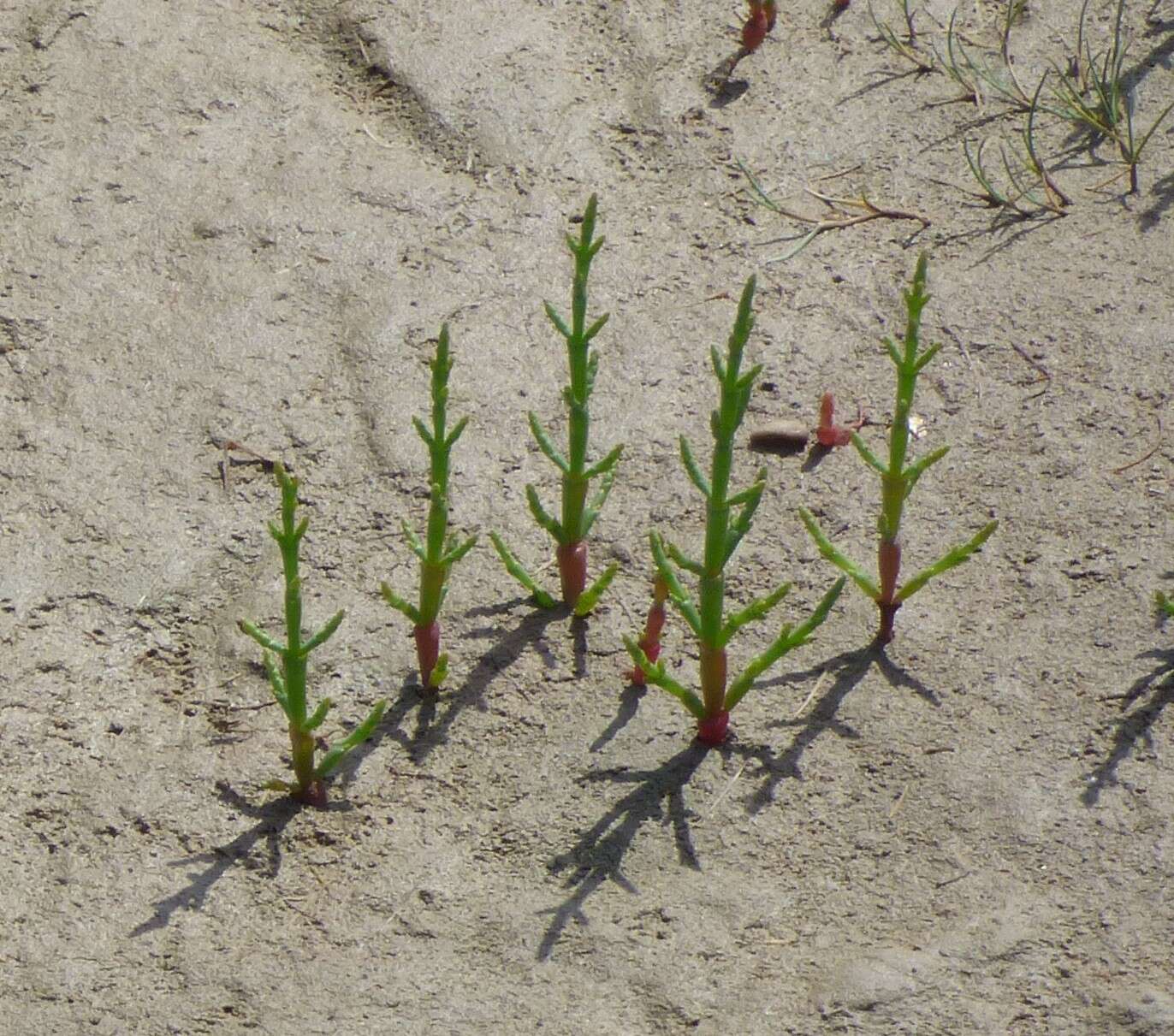 Image of glasswort