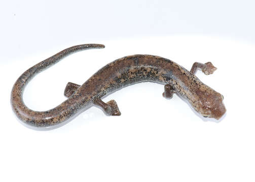 Image of Bolitoglossa sima (Vaillant 1911)