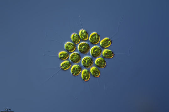 Image of <i>Gonium pectorale</i>