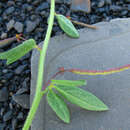 Image of Cleome daghestanica (Rupr.) Tzvel.