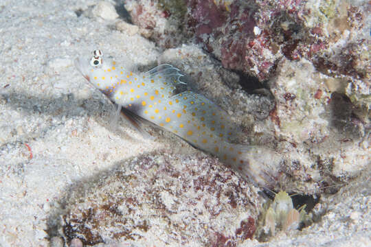 Image of Spotted prawn goby