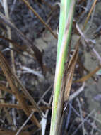 Image of giant wildrye
