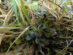 Plancia ëd Leptostigma setulosum (Hook. fil.) Fosberg