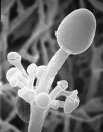 Слика од <i>Actinomucor elegans</i> (Eidam) C. R. Benj. & Hesselt. 1957