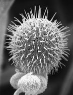 Слика од <i>Hesseltinella vesiculosa</i> H. P. Upadhyay 1970