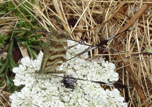 Image of Nemoptera aegyptiaca Rambur 1842