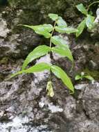 Imagem de Paederota lutea Scop.