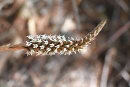 Imagem de Aulosepalum pyramidale (Lindl.) M. A. Dix & M. W. Dix