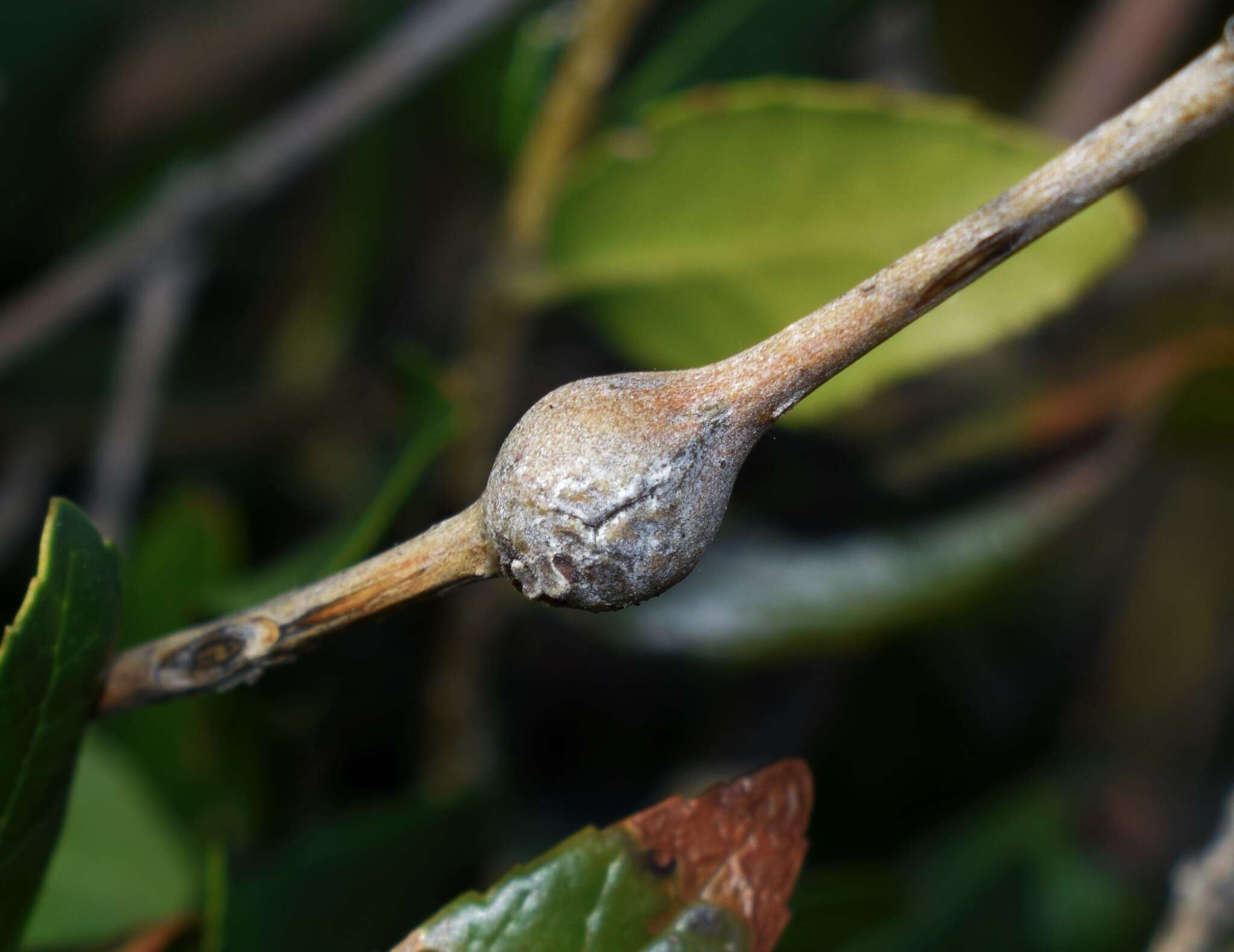 Image of Dasineura rufescens (Stefani 1898)