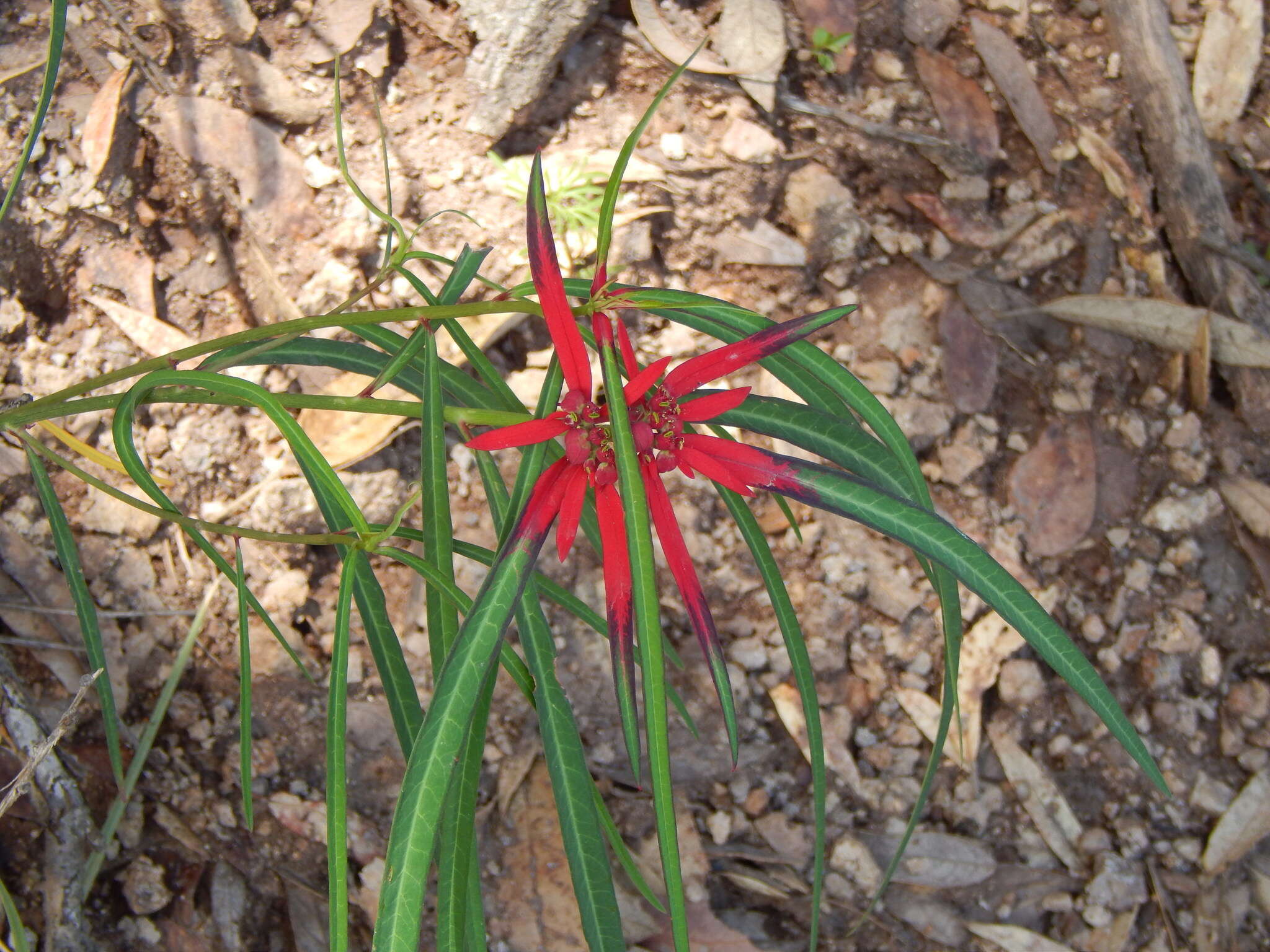 Euphorbia colorata Engelm. resmi