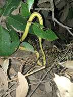 Image of Condanarous Sandsnake