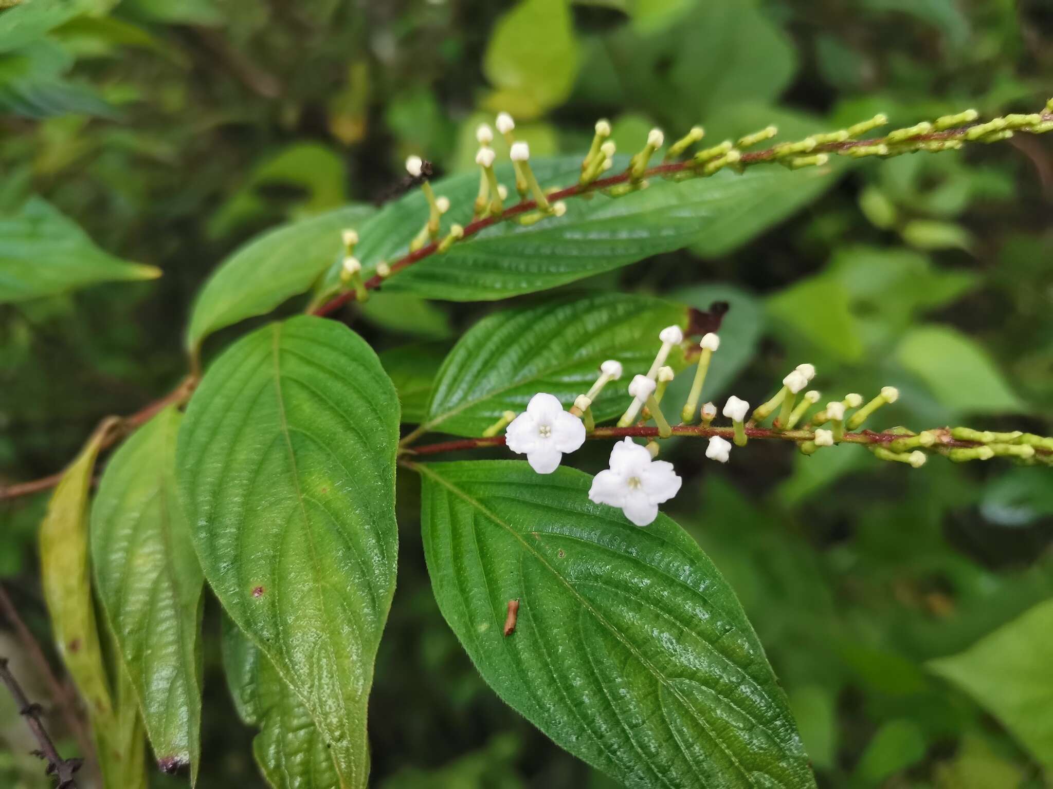 Image of Gonzalagunia panamensis (Cav.) K. Schum.