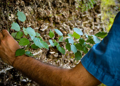 Image of Populus rouleauana B. Boiv.