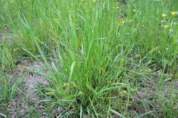 Sivun Carex triangularis Boeckeler kuva