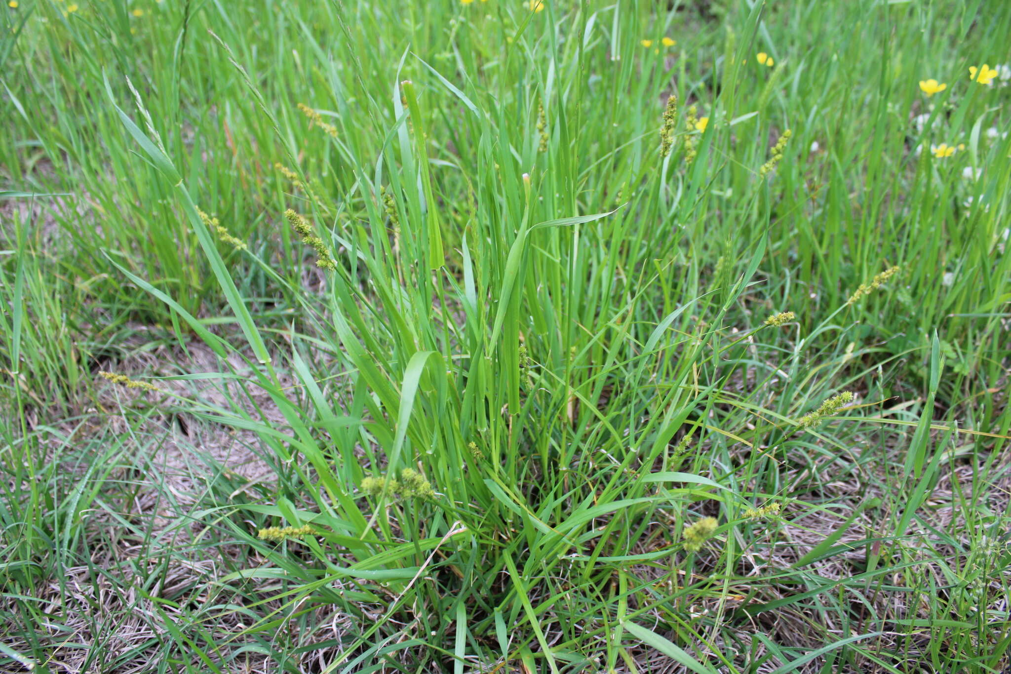 Sivun Carex triangularis Boeckeler kuva