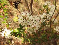 Image of Sand-Myrtle