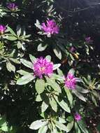 Imagem de Rhododendron ponticum subsp. ponticum