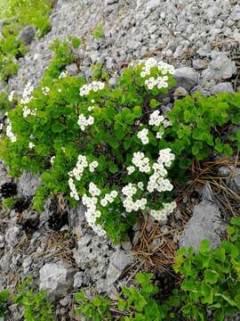 Image of Asian meadowsweet