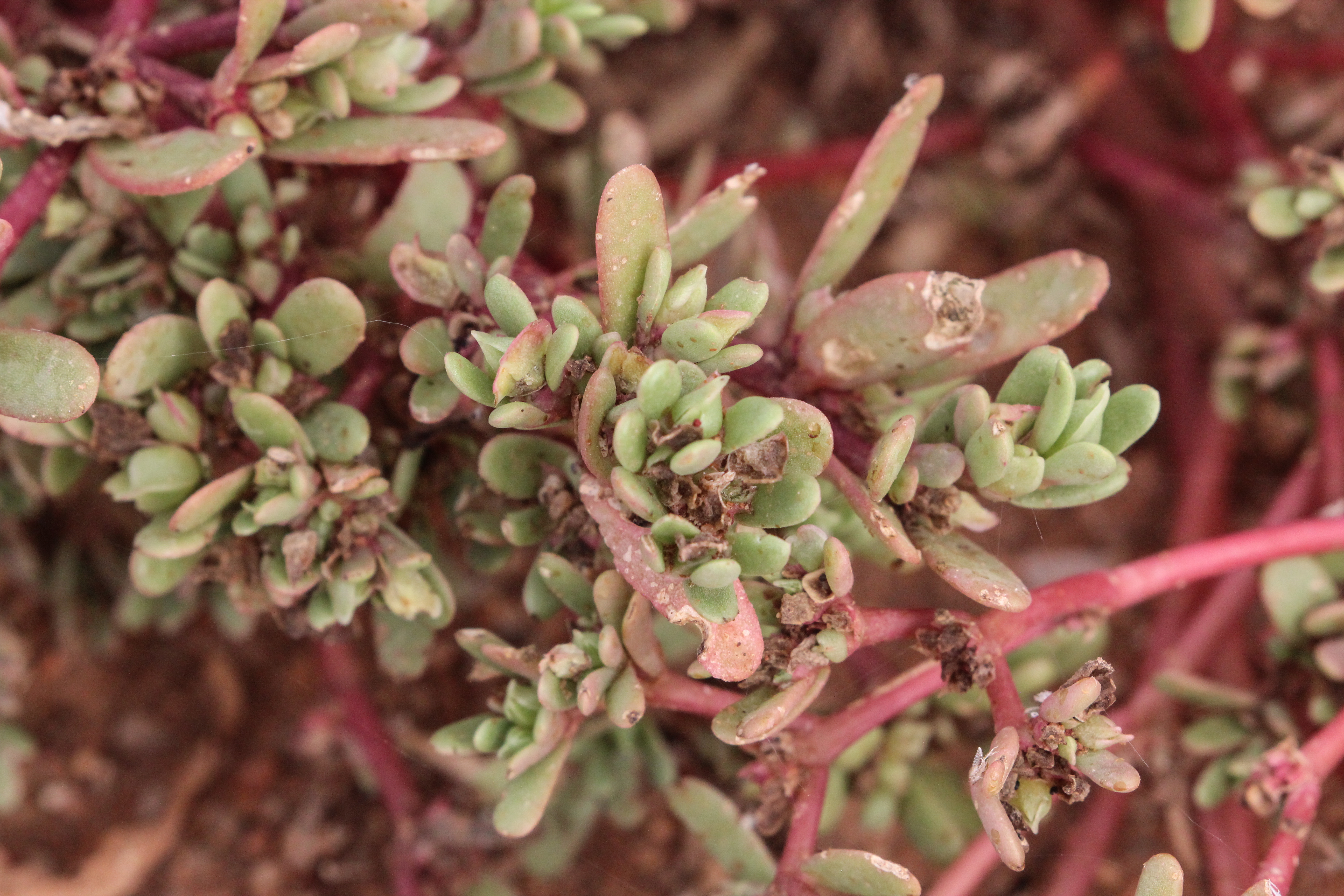 common purslane media Encyclopedia of Life