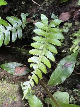 Bolbitis appendiculata (Willd.) Iwatsuki resmi