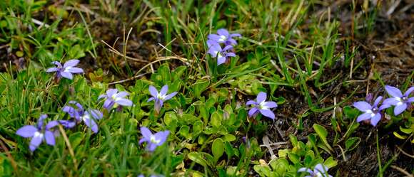 Image of Lobelia galpinii Schltr.