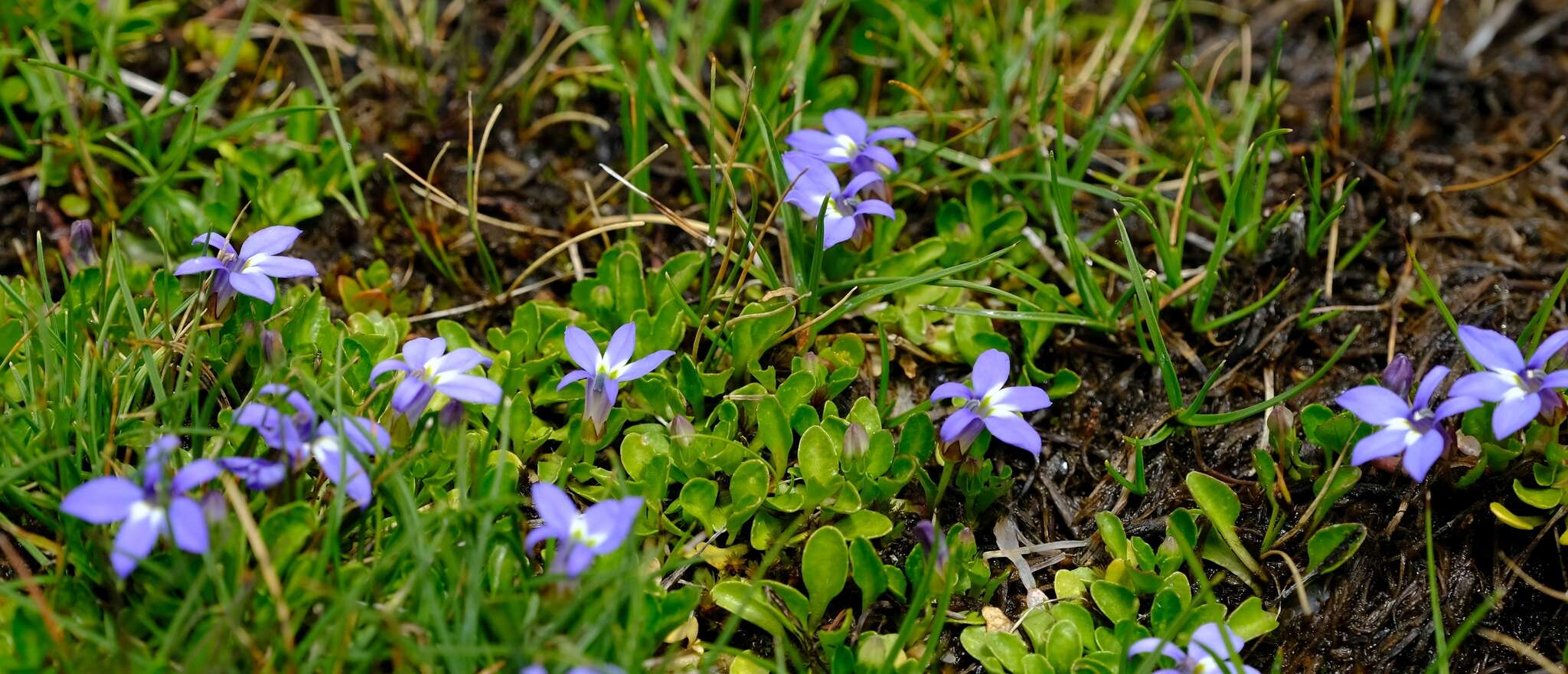 Sivun Lobelia galpinii Schltr. kuva