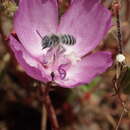 Plancia ëd Hesperapis regularis (Cresson 1878)