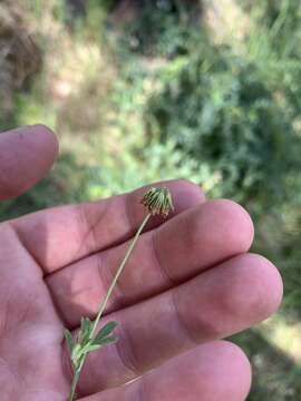 Image de Trifolium bifidum A. Gray