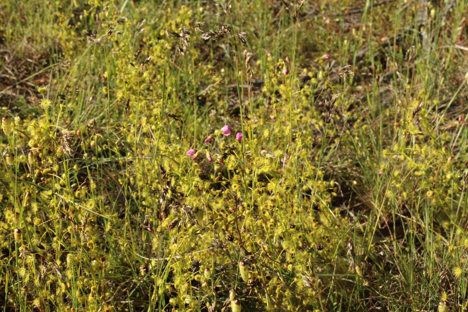 Image of Drosera stricticaulis (Diels) O. H. Sargent