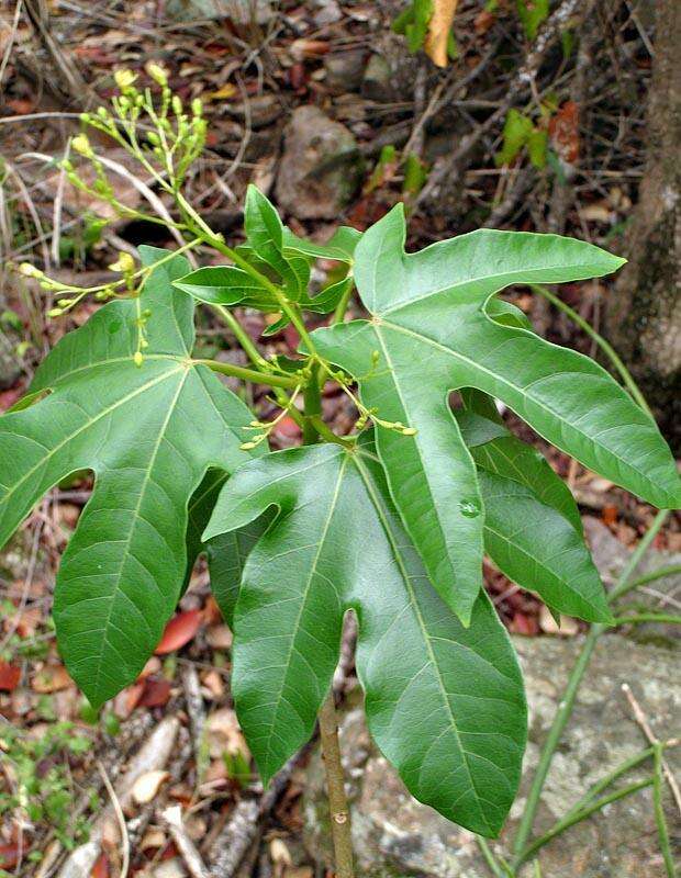 Image of Jatropha variifolia Pax