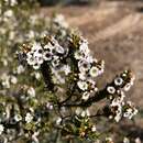 Thryptomene ericaea F. Müll. resmi