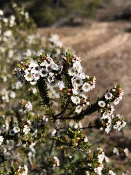 Thryptomene ericaea F. Müll. resmi