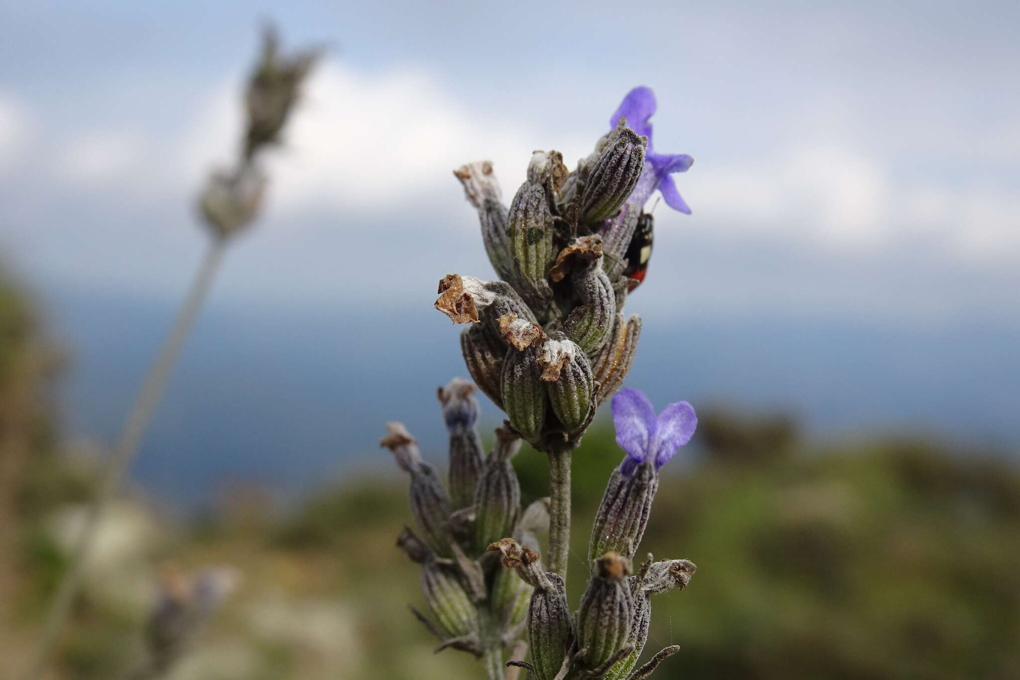 Image of Spike Lavendar