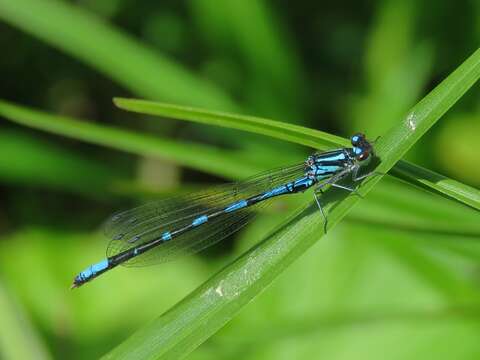 Image of Siberian Bluet