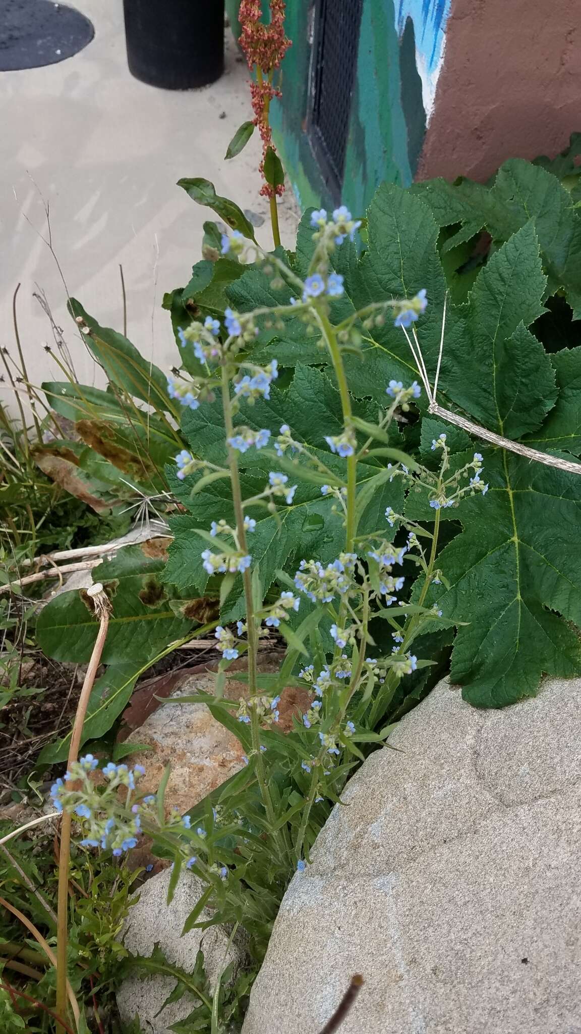 Image of manyflower stickseed