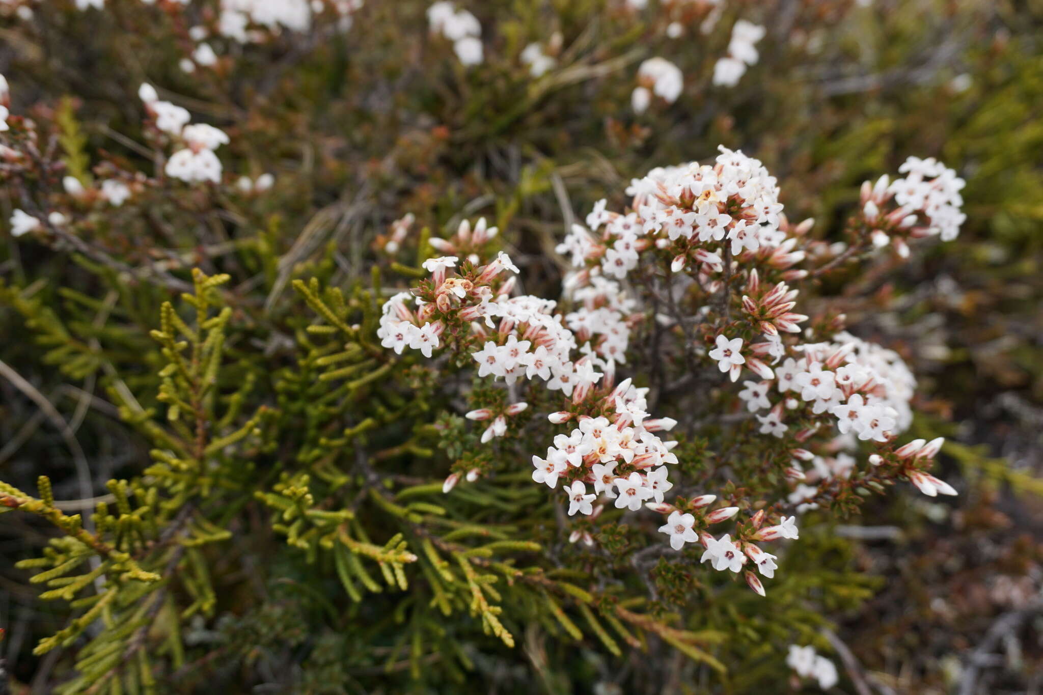 Plancia ëd Epacris serpyllifolia R. Br.