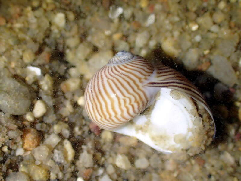 Image of lined moonsnail