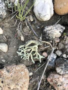 Image of xanthoparmelia lichen