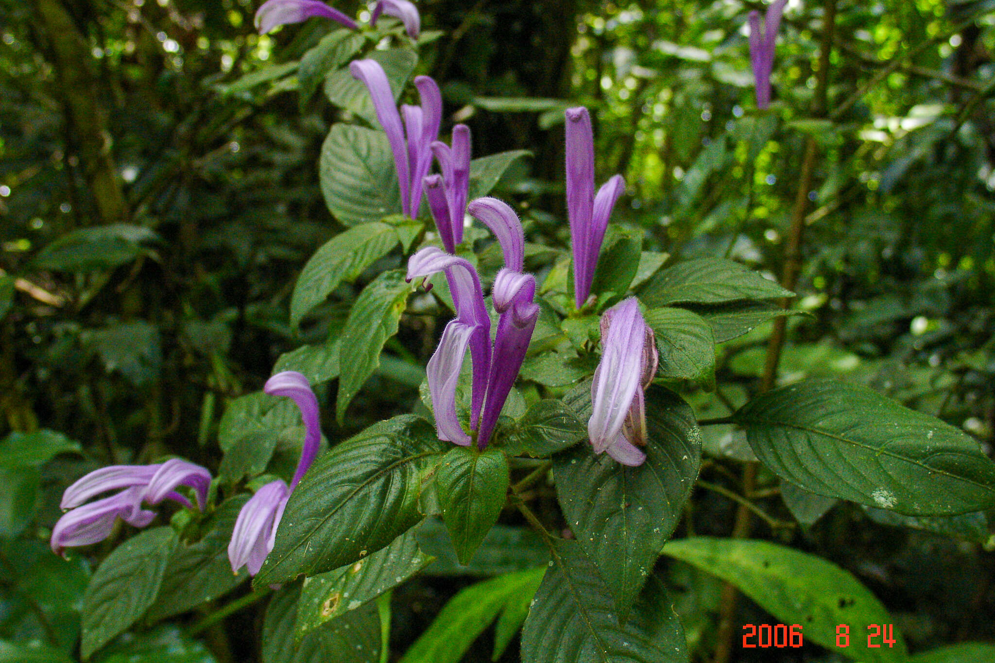 Image of Poikilacanthus macranthus Lindau