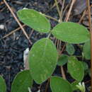 Image of Soft Milk-Pea