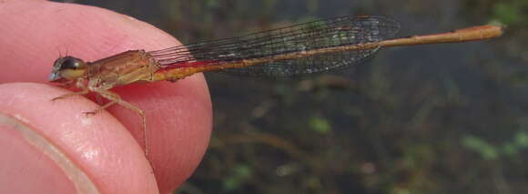 Image of Ceriagrion katamborae Pinhey 1961