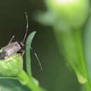 Adelphocoris triannulatus (Stal 1858)的圖片