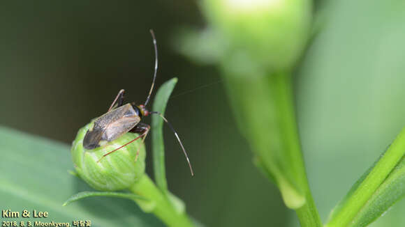 Image of Adelphocoris triannulatus (Stal 1858)