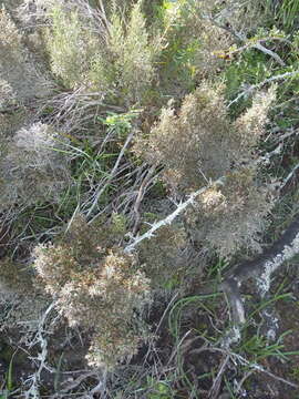 Слика од Elytropappus rhinocerotis (L. fil.) Less.