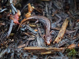 Image of Pygmy Salamander