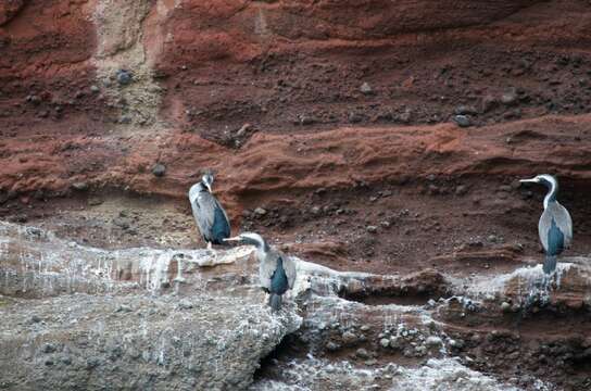 Image of Phalacrocorax punctatus punctatus (Sparrman 1786)