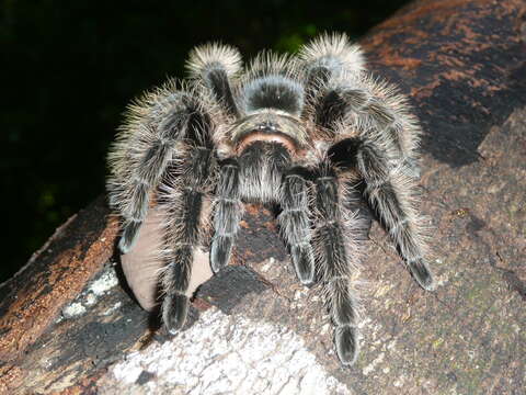 Image of Tliltocatl albopilosus