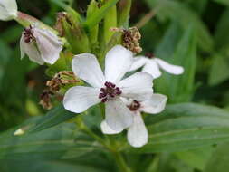 Image of Microbotryum saponariae M. Lutz, Göker, Piątek, Kemler, Begerow & Oberw. 2005