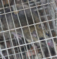 Image of Chestnut Rat