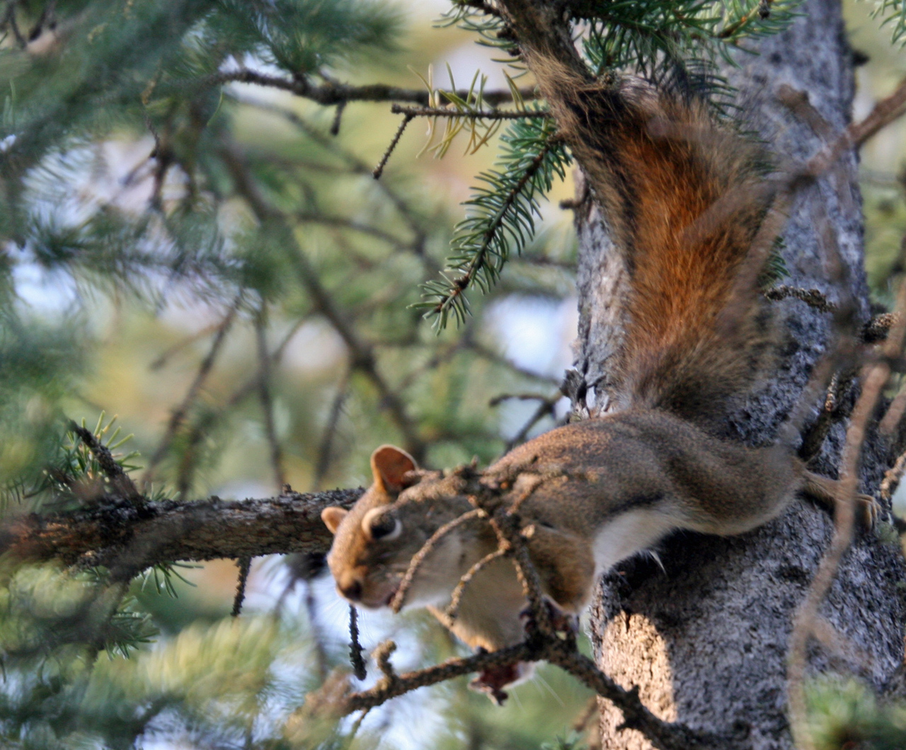 American Red Squirrel - Encyclopedia of Life